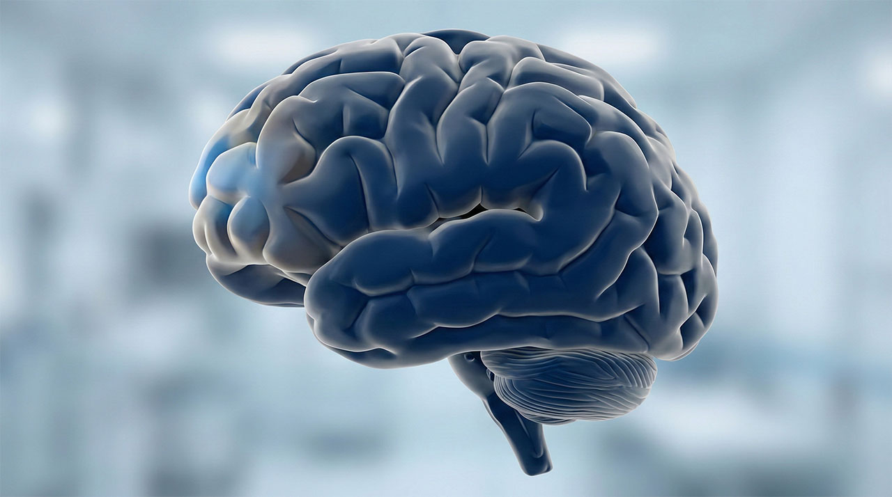 Medical illustration of the brain highlighting the frontal lobe region.